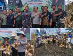 Wujud Nyata Dukung Ketahanan Pangan, Polres Bitung Panen 4 Hektare Jagung Bersama Petani